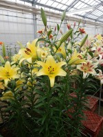 [5180 Yelloween TL No02.JPG]